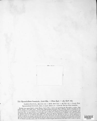 Byssocladium fenestrale image
